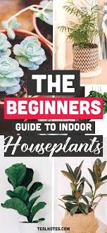The Best Indoor Plants For Clean Air And Low Light Settings 15 Planter Ideas Indoor Plants Clean Air Big Indoor Plants Small Indoor Plants