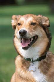 Why Should My Dog Wear A Collar And Tag Petfinder