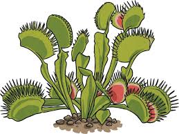 Trees are leafless for a shorter or longer season of the year in ans; Top 10 Facts About Plants For Kids Twinkl Homework Help