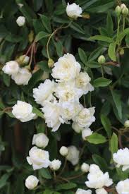 Image result for Lankesteria alba