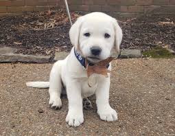 We will be doing virtual adoptions and contracts at this time. White Polar Bear Lab Puppies Snowypines