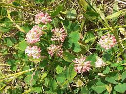 Image result for Trifolium semipilosum