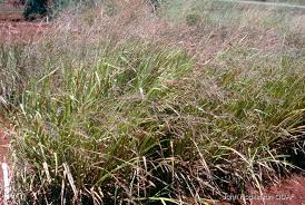 Image result for Paspalum plicatulum
