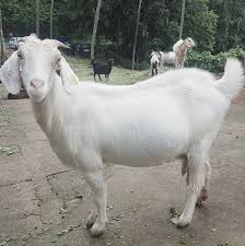 Bakri Ki Naslein Aur Visheshta Bakri Ki Nasle Boer Goat Boer Goat Beetal Saanen Goat Jamnapari Goat Sirohi Goat In 2020 Anglo Nubian Goats Nubian Goat Goats