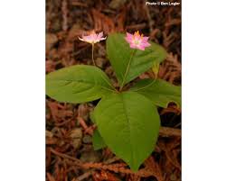 Image result for Lysimachia angustiloba