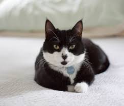 Separation anxiety is a dislike of solitude which is commonly seen in cat behaviour. Does My Cat Have Separation Anxiety
