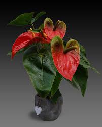 Check spelling or type a new query. Anthurium Bunga Flamingoblume Besar Mekar Berkembang Bunga Flamingo Merah Aronstab Gewaechs Menanam Araceae Bunga Eksotis Pikist