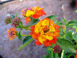 Maybe you would like to learn more about one of these? Flowering Plants For Texas And Natives A Round Rock Garden