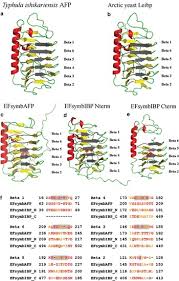 Identification and analysis of two sequences encoding ice-binding proteins  obtained from a putative bacterial symbiont of the psychrophilic Antarctic  ciliate Euplotes focardii