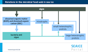 Solved Foraminiferans And Radiolarians Select All Of The | Chegg.Com
