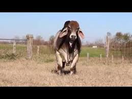 If you live in a warm climate, zebu make great sires, as well as beef and milk producers. Heavy Weight Brahman Bull Youtube