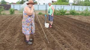 во саду ли в огороде с юлией миняевой посадка капусты Umnyj Poliv Uvelichit Vash Urozhaj V Razy Youtube