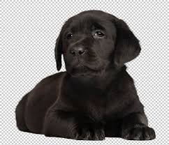 Image result for labrador retrívr