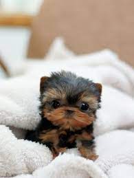 Micro Teacup Yorkie This Cannot Possibly Be Real Cute Baby Animals Baby Animals Cute Dogs