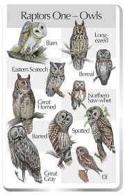 Owl Types Handy Little Poster For Identifying Northern Hemisphere Owls Baykus Owl Yirtici Kuslar Kus Ve Guzel Kuslar