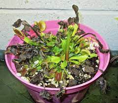 It is important to mimic the conditions of the venus fly traps' natural habitat during winters. Carnivorous Plants Forum Overwintering My Venus Fly Traps Garden Org