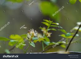 Image result for Harrisonia