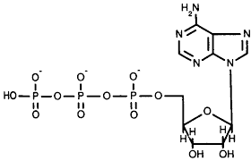 Dens særlige struktur, specifikt de to pyrofosfatbindinger, gør det til en energirig forbindelse. Seite 2 Adenosintriphosphat