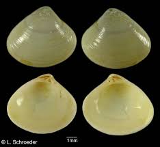 Image result for Vandellia subracemosa