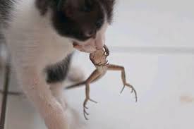 We did not find results for: Bolehkah Kucing Makan Kadal Ini Penjelasanya Myhewan