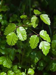 The Differences Between Poison Ivy Poison Oak And Poison Sumac Poison Ivy Plants Poison Oak Ivy Plants