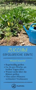 10 Tipps F U00fcr Eine Gigantische Zucchiniernte Zucchini Ist Das Trendgem U00fcse U2013 Doch Der Anbau K Wildflower Garden Gardening Tips Garden Organization