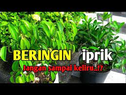 Maybe you would like to learn more about one of these? Perbedaan Beringin Dengan Iprik Jenis Tanaman Yang Bisa Di Bonsai Youtube