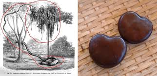 Image result for Entada gigas