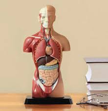 Fortunately, the body has a number of external and internal safeguards that prevent most dangerous invaders from entering and causing harm. Top 5 Strangest Medical Conditions