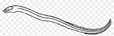 All kids love to color! Love Eel Coloring Page Eels Clipart Black And White Electric Eel Colouring Pages Free Transparent Png Clipart Images Download