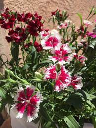 Pin On Garden Mis Plantas