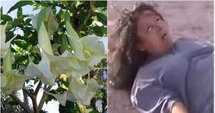 Marigold atau bunga yang terkenal dengan nama bunga gemi. Terompet Malaikat Tumbuhan Eksotis Tapi Bisa Membuat Manusia Seperti Zombie Oborkeadilan Com