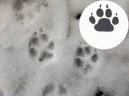 害獣の足跡を見分けるポイントは？動物ごとの特徴を画像付きで紹介！ - 害獣プロテクト