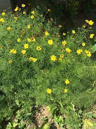 Pin On Mygardenanswers