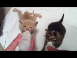 These Bottle Fed Kittens Are Just Too Cute Kittens Cutest Baby Cats Kittens