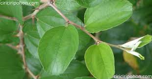 Siapa sangka ternyata daun yang buahnya bisa dimakan ini memiliki banyak manfaat penggunaan masker daun bidara secara teratur sangat berkhasiat untuk membuat kulit tetap cantik dan sehat. 4 Cara Meramu Daun Pohon Bidara Untuk Keputihan Ciriciripohon Com