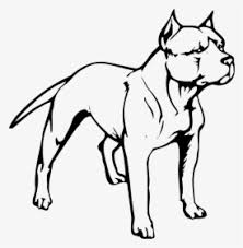 Easy pitbull drawings images at pixy org. American Pit Bull Terrier Puppy American Bully Easy Pitbull Dog Drawing Hd Png Download Transparent Png Image Pngitem