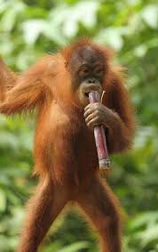 Orangutan Borneo Orangutan Save Animals Borneo