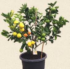 Check spelling or type a new query. Citrus Fruit Salad Tree Fruit Salad Tree Fruit Trees Backyard Citrus Trees