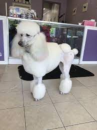 Pin By Poodlelover On Grooming Dogs Grooming Animals