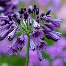Agapanthus Poppin Purple Fairweathers Garden Centre