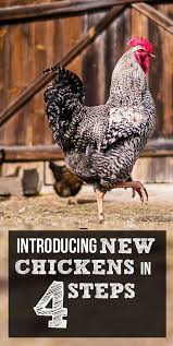 4 Steps To Easily Introduce Chickens To A Flock In An Afternoon High Sierra Permaculture Chickens Backyard Chickens Best Egg Laying Chickens