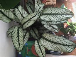 My Favorite House Plant Calathea White Star Houseplants Plants House Plants Calathea