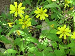 Image result for Aspilia pluriseta