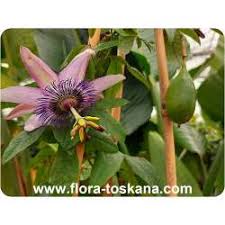 Was aus den tropen oder aus dem regenwald kommt, möchte auch in unserem garten eine luftfeuchtigkeit von über 90 % um sich herum. Exotische Pflanzen Aus Nordamerika Flora Nordamerikas Flora Tosk Flora Toskana Gmbh