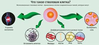 Chto Nuzhno Znat Ob Omolozhenii I Lechenii Stvolovymi Kletkami Krymskaya Gazeta Novosti Kryma