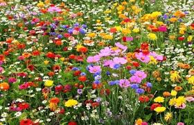 We did not find results for: Bees Butterflies Wildflower Seed Mix The Market Co