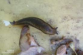 Slugs can be one of the most annoying garden pests. How To Get Rid Of Slugs In The Garden 8 Organic Control Methods