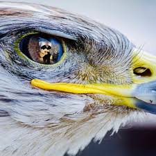 Not to be confused with eagle eye mysteries. The Eagle Eye Podcast S Stream On Soundcloud Hear The World S Sounds