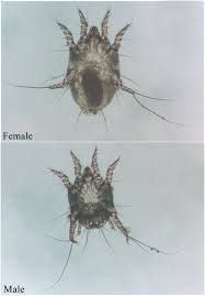 Image result for what do otodectes cynotis look like in dog fur